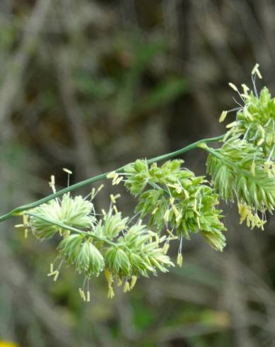 Fotografia de capa Dactylis glomerata subesp. lusitanica - do Jardim Botânico