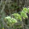 Fotografia 1 da espécie Dactylis glomerata subesp. lusitanica do Jardim Botânico UTAD