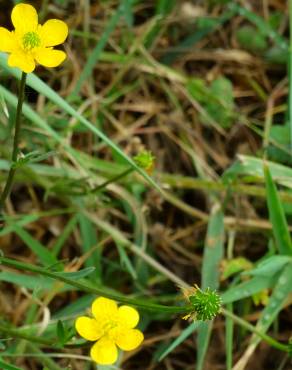 Fotografia 15 da espécie Ranunculus repens no Jardim Botânico UTAD