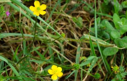 Fotografia da espécie Ranunculus repens