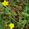 Fotografia 15 da espécie Ranunculus repens do Jardim Botânico UTAD