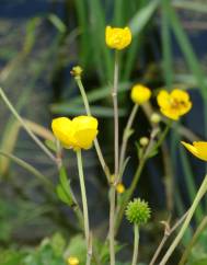 Ranunculus repens