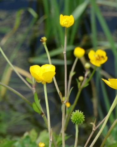 Fotografia de capa Ranunculus repens - do Jardim Botânico