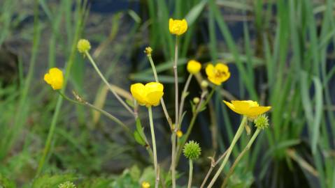 Fotografia da espécie Ranunculus repens