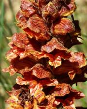 Fotografia da espécie Orobanche rapum-genistae