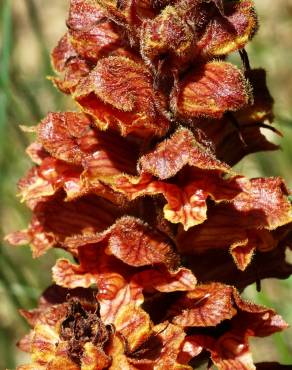 Fotografia 1 da espécie Orobanche rapum-genistae no Jardim Botânico UTAD