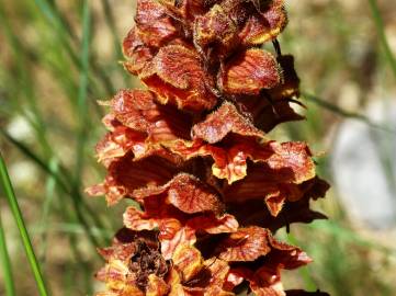 Fotografia da espécie Orobanche rapum-genistae