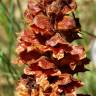 Fotografia 1 da espécie Orobanche rapum-genistae do Jardim Botânico UTAD