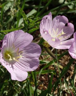 Fotografia 15 da espécie Oenothera rosea no Jardim Botânico UTAD