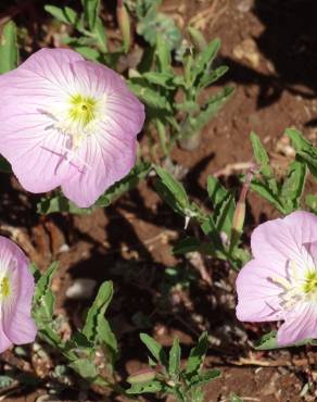 Fotografia 16 da espécie Oenothera rosea no Jardim Botânico UTAD