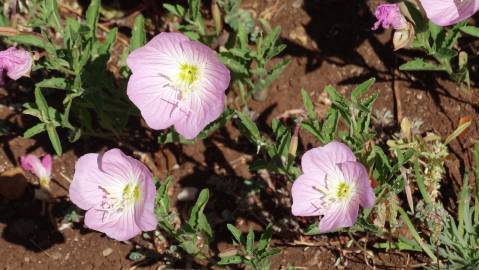 Fotografia da espécie Oenothera rosea