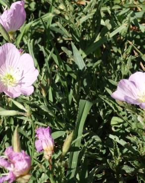 Fotografia 17 da espécie Oenothera rosea no Jardim Botânico UTAD