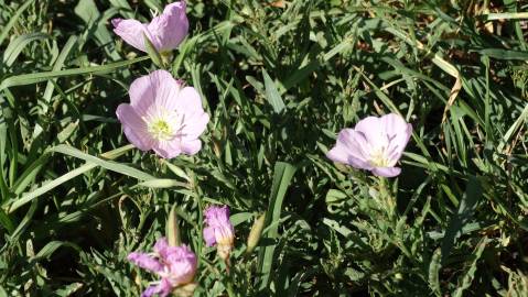 Fotografia da espécie Oenothera rosea