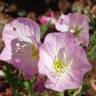 Fotografia 18 da espécie Oenothera rosea do Jardim Botânico UTAD