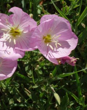 Fotografia 19 da espécie Oenothera rosea no Jardim Botânico UTAD