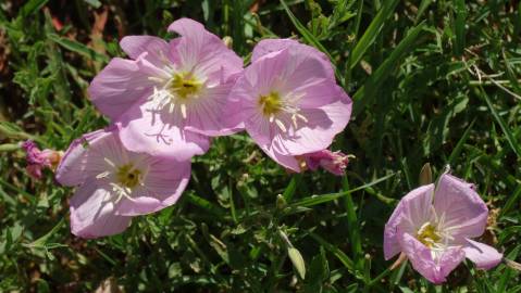 Fotografia da espécie Oenothera rosea