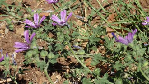 Fotografia da espécie Malva sylvestris