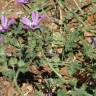 Fotografia 30 da espécie Malva sylvestris do Jardim Botânico UTAD