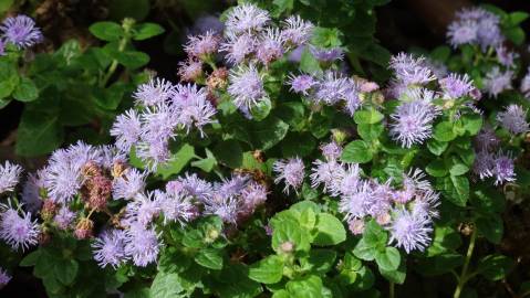 Fotografia da espécie Ageratum houstonianum