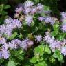 Fotografia 1 da espécie Ageratum houstonianum do Jardim Botânico UTAD