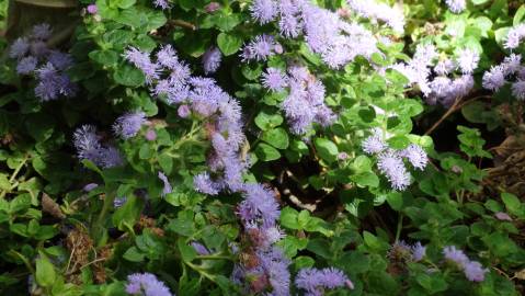 Fotografia da espécie Ageratum houstonianum