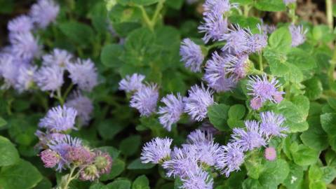 Fotografia da espécie Ageratum houstonianum