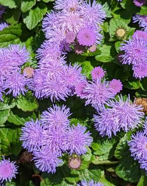 Fotografia 4 da espécie Ageratum houstonianum no Jardim Botânico UTAD