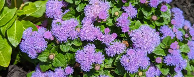 Fotografia da espécie Ageratum houstonianum