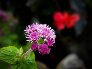 Fotografia da espécie Ageratum houstonianum