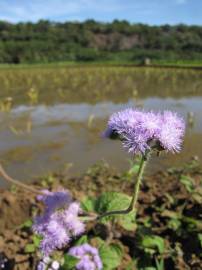 Fotografia da espécie Ageratum houstonianum