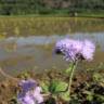 Fotografia 6 da espécie Ageratum houstonianum do Jardim Botânico UTAD