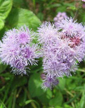 Fotografia 7 da espécie Ageratum houstonianum no Jardim Botânico UTAD