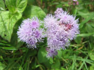 Fotografia da espécie Ageratum houstonianum