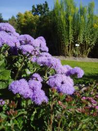 Fotografia da espécie Ageratum houstonianum