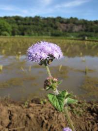 Fotografia da espécie Ageratum houstonianum