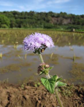 Fotografia 9 da espécie Ageratum houstonianum no Jardim Botânico UTAD
