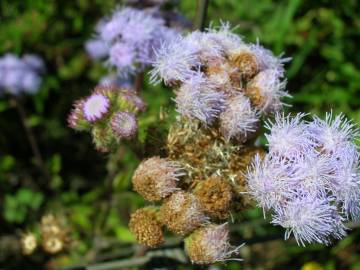 Fotografia da espécie Ageratum houstonianum