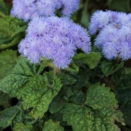 Fotografia da espécie Ageratum houstonianum