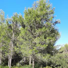 Fotografia da espécie Pinus halepensis