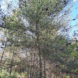 Fotografia da espécie Pinus halepensis