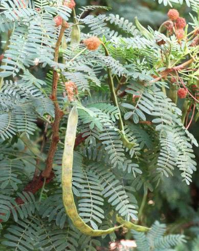 Fotografia de capa Vachellia torrei - do Jardim Botânico