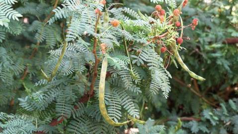 Fotografia da espécie Vachellia torrei