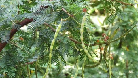 Fotografia da espécie Vachellia torrei