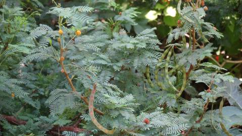 Fotografia da espécie Vachellia torrei