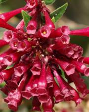 Fotografia da espécie Cestrum fasciculatum