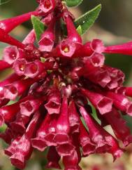 Cestrum fasciculatum