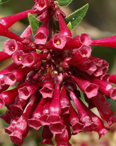 Fotografia de capa Cestrum fasciculatum - do Jardim Botânico