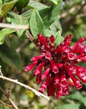 Fotografia 8 da espécie Cestrum fasciculatum no Jardim Botânico UTAD