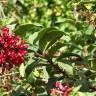 Fotografia 9 da espécie Cestrum fasciculatum do Jardim Botânico UTAD