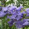 Fotografia 30 da espécie Jacaranda mimosifolia do Jardim Botânico UTAD